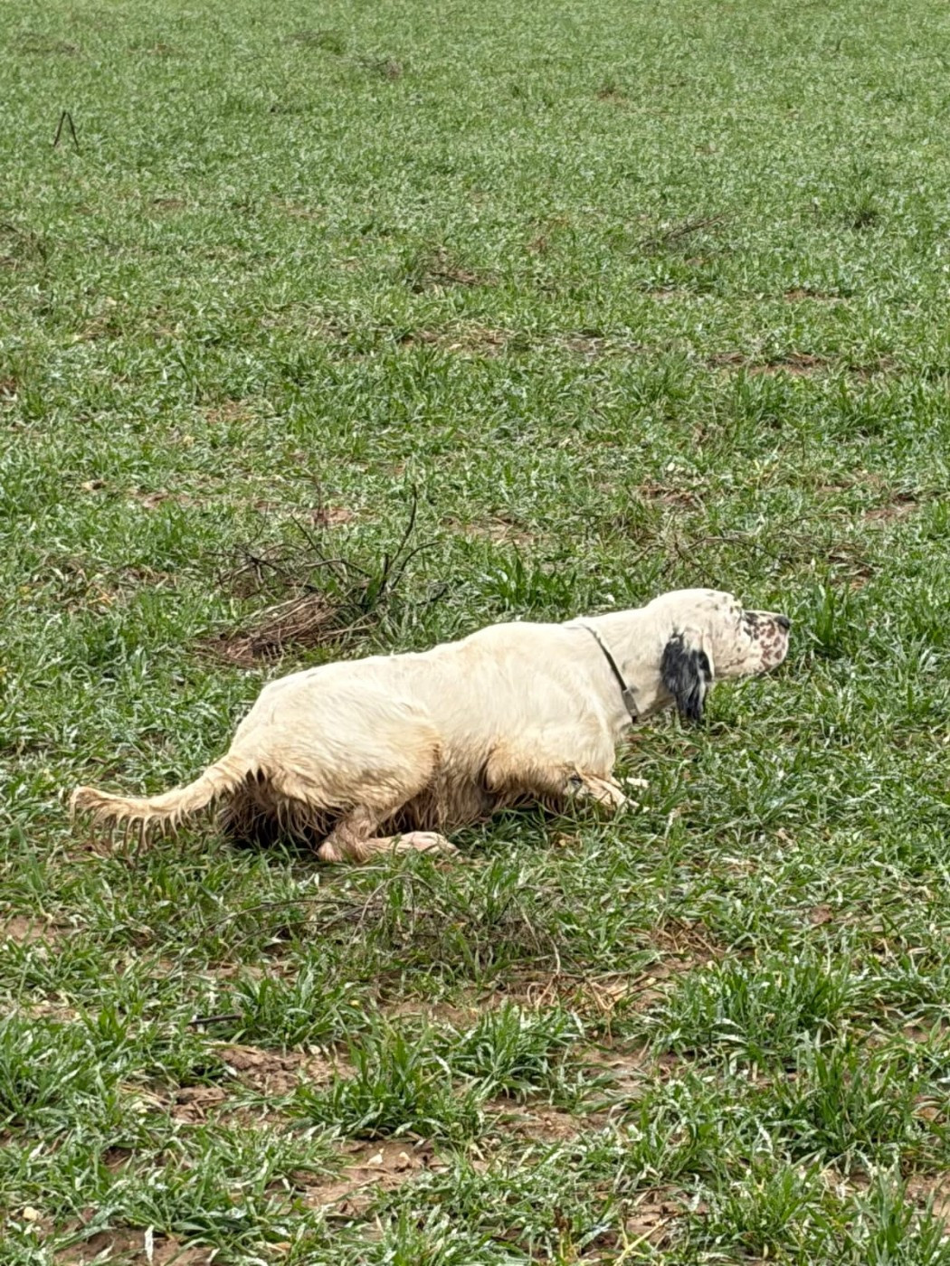 TXISTU de Béhigo marié à SOCOA des Belles de l'Adour