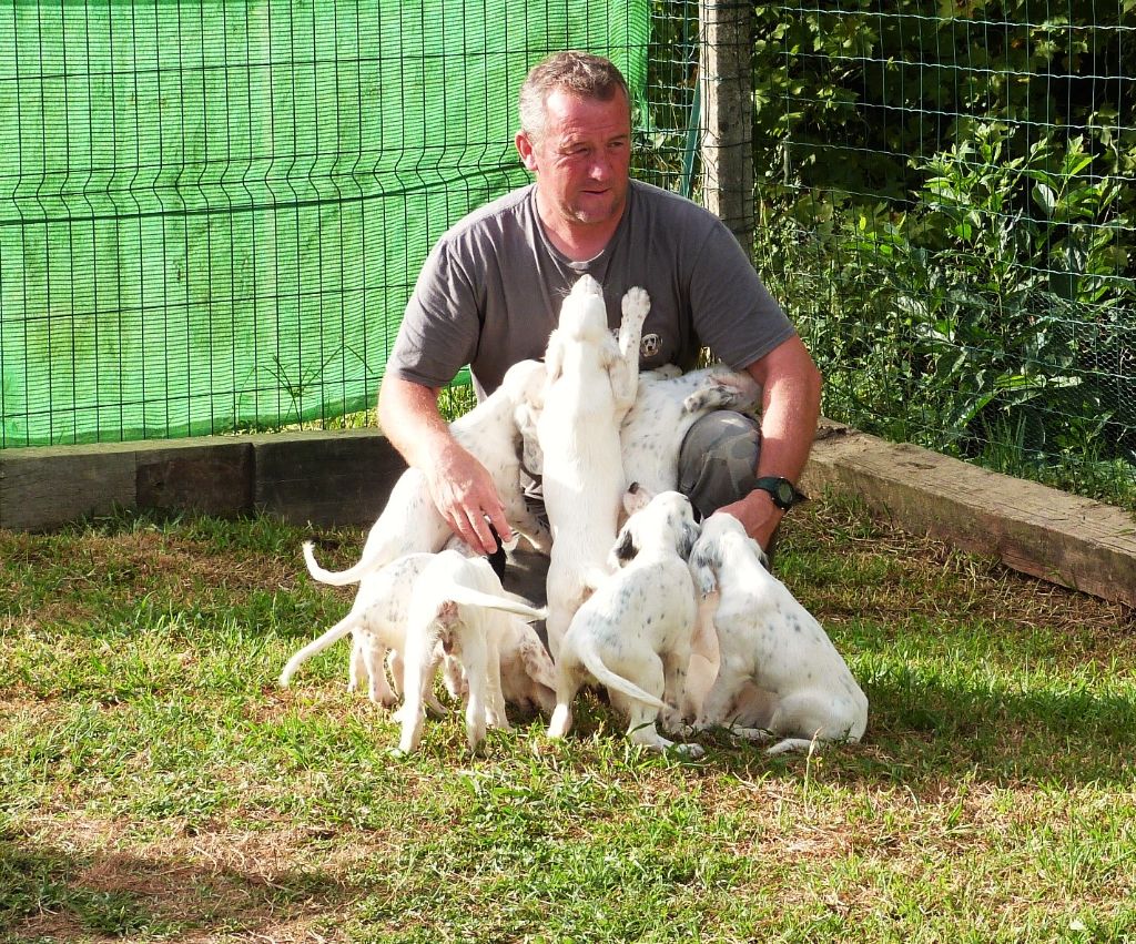 Chiots nés à l'élevage des Belles de l'Adour